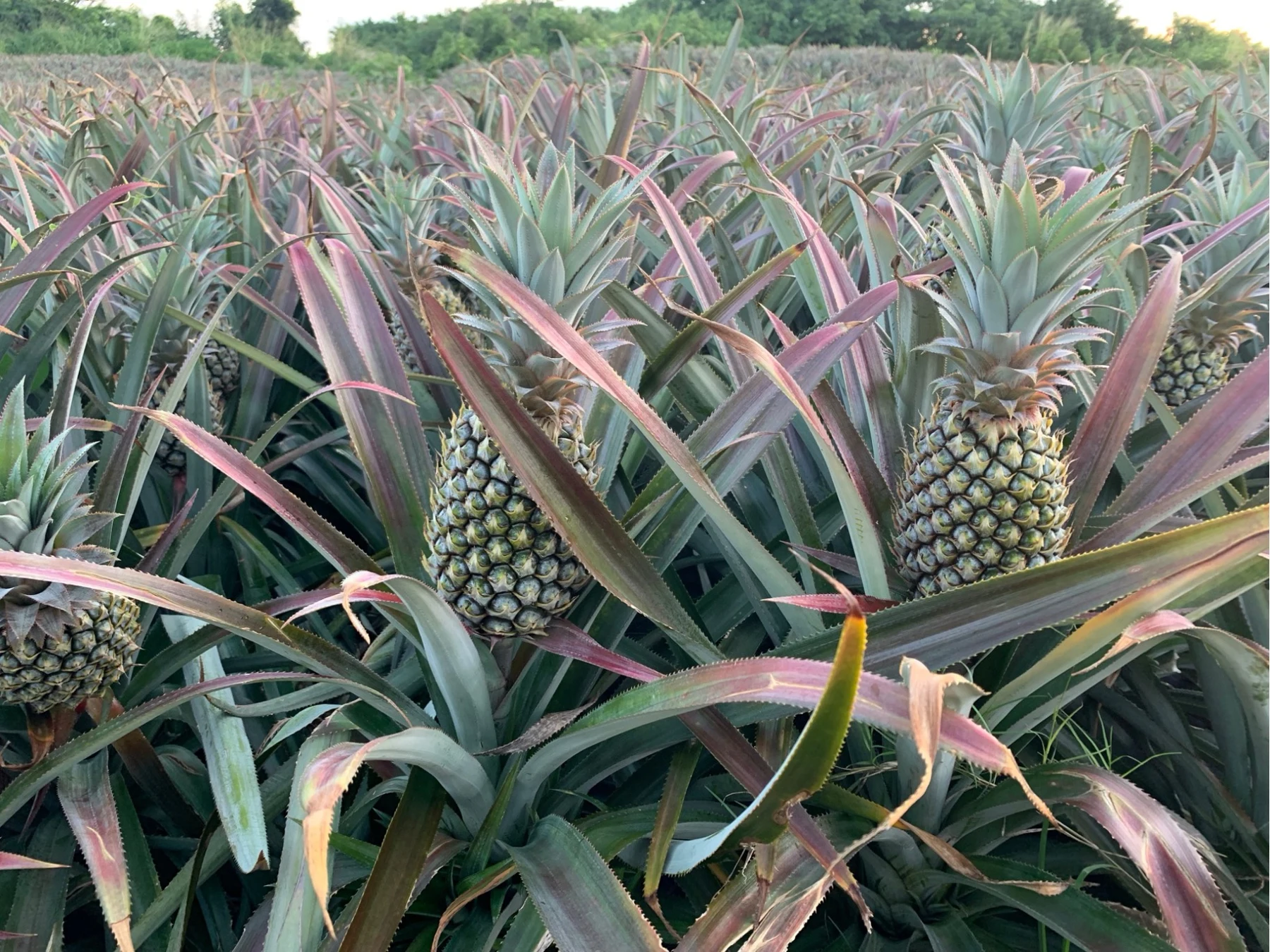 Les ananas de l’exploitation NKJ Maison Agricole à Maurice